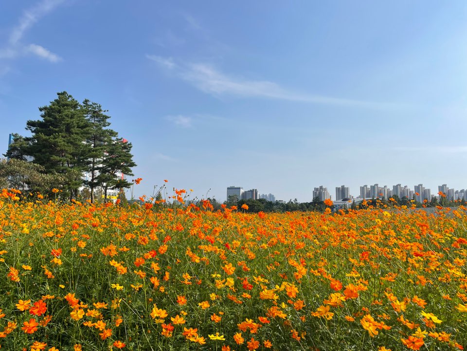 나무 한그루와 많은 황화코스모스가 보여진다.