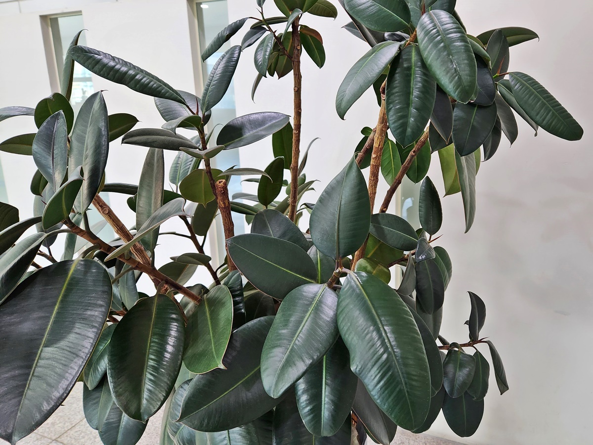 인도고무나무 Indian rubber tree