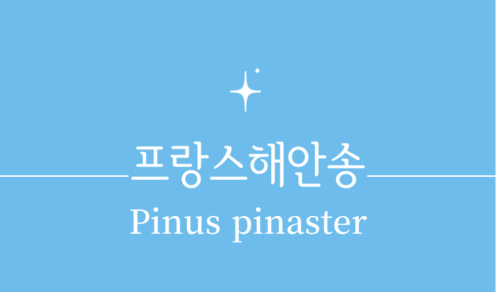 '프랑스해안송(Pinus pinaster)'