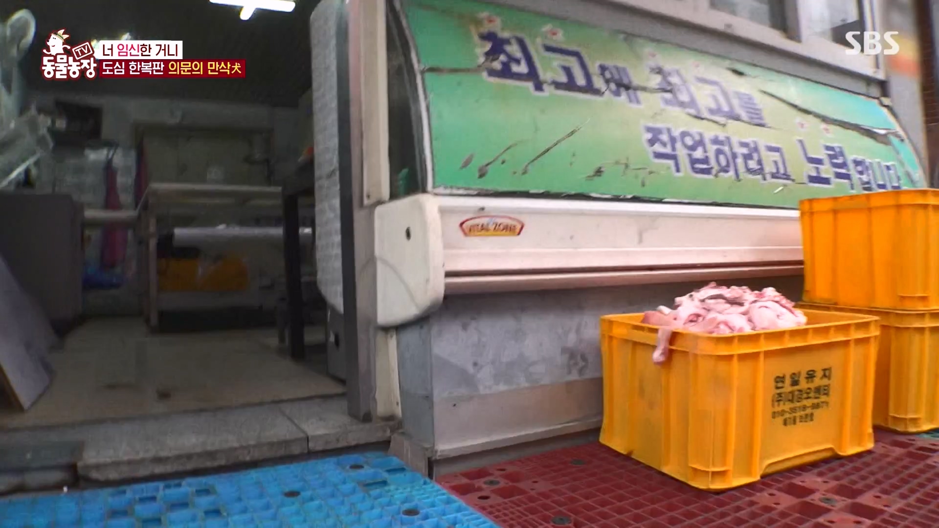 TV 동물농장.E1162.240310p-NEXT.mp4_20240310_162844.082.jpg