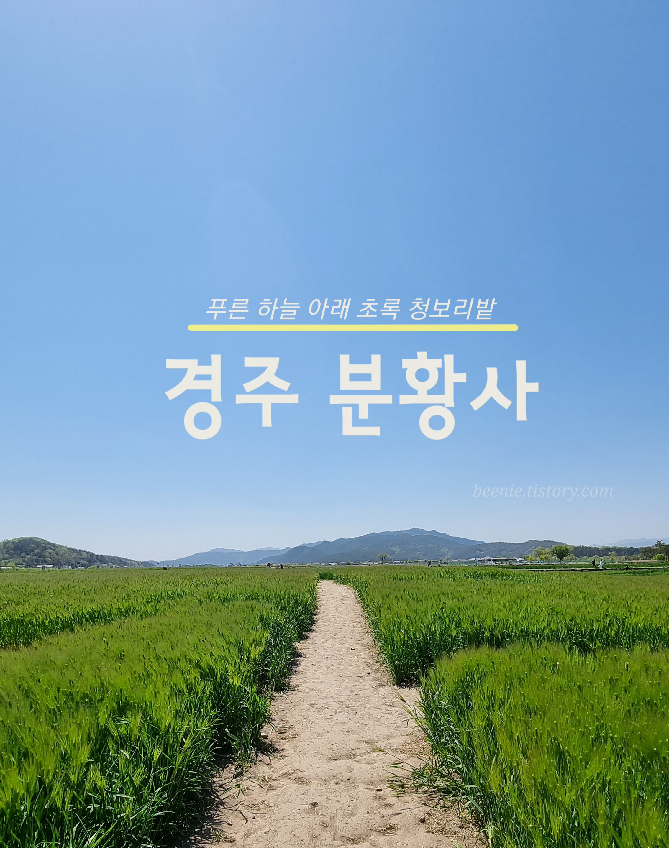  경주 당일치기 코스 불국사 겹벚꽃 다음 꼭 가봐야 할 곳! 분황사 청보리밭(feat. 찰보리밥 숙영민속식당)