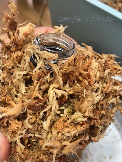 풍란 이용한 대엽심기 7