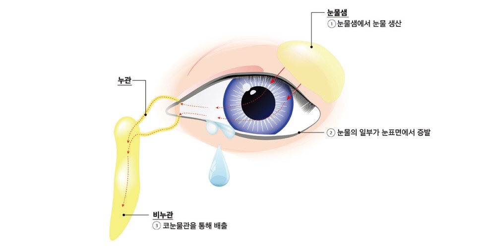  40대 이상의 눈건강