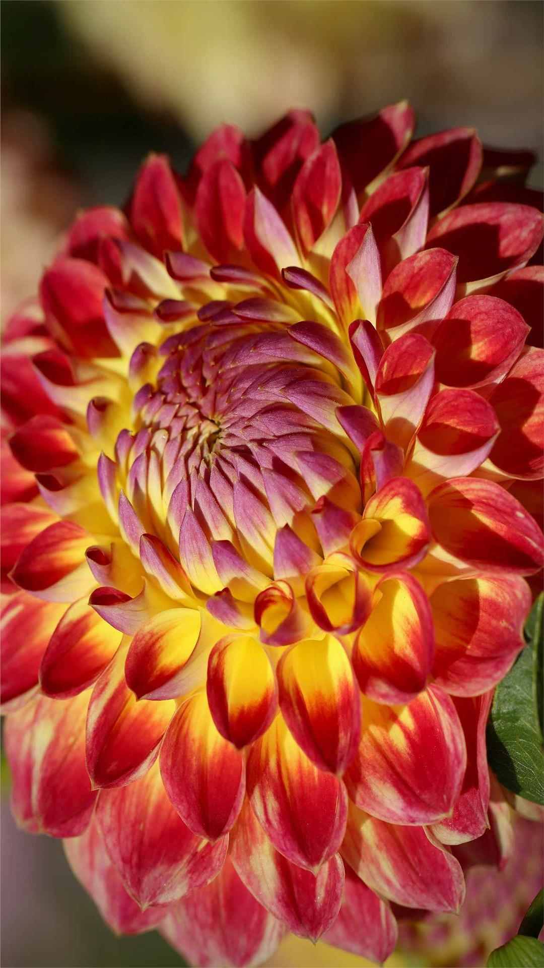 Dahlia Flower iPhone Wallpaper