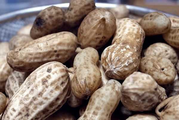 땅콩 효능 6가지! 껍질 알레르기 부작용 칼로리 높은 음식 치매예방법 GI지수 낮은 당뇨에 치매에 빈혈에 뇌에 좋은 음식 8