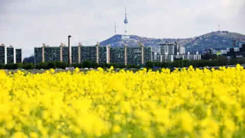 서울 꽃길 유채꽃