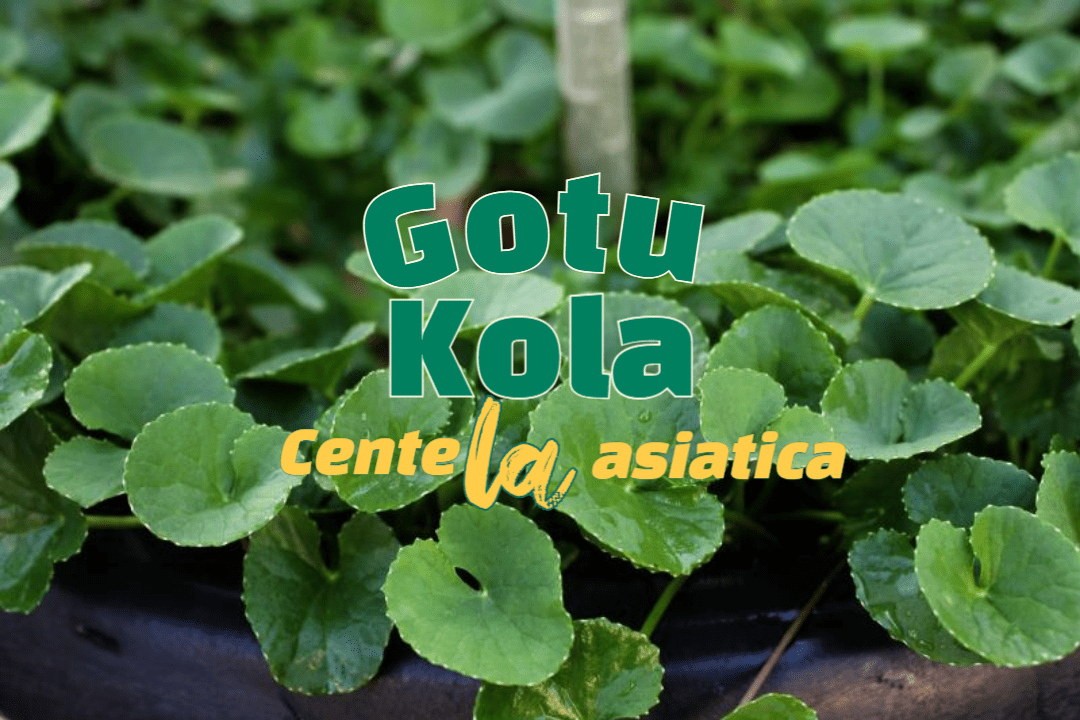 Gotu Kola