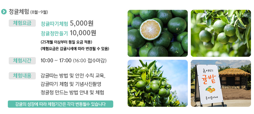 청귤따리 안내문