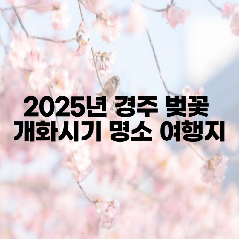 2025년 경주 벚꽃 개화시기 명소 여행지 총정리