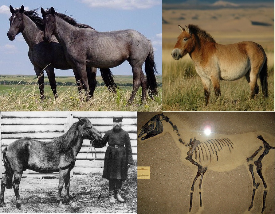 [포유류] 말 Equus ferus caballus
