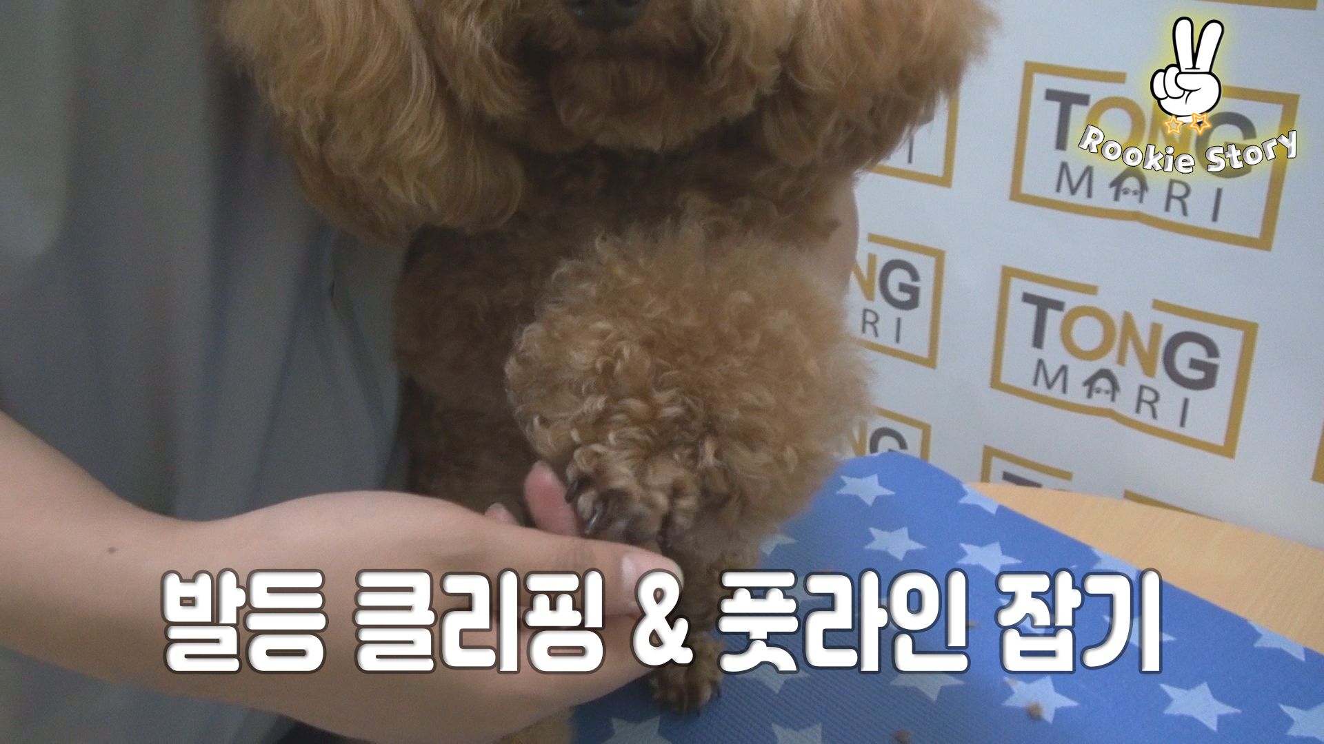  애견 셀프 미용 강아지 푸들 발 털 밀기 풋라인 잡기