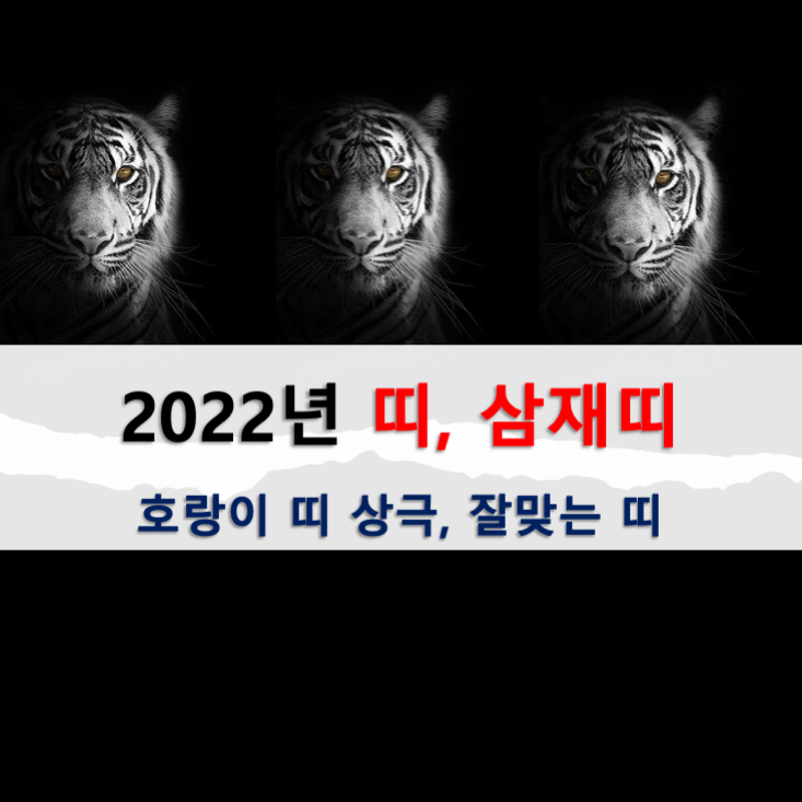 호랑이 2022 해 년 2022년 호랑이