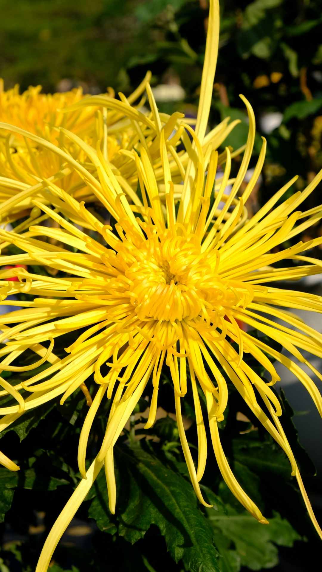 Chrysanthemum Flower iPhone Wallpaper