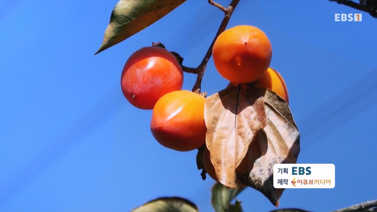 TV - 전 국민의 평생학교 EBS말려 먹는 맛! 건조식품의 세계.mp4_20231125_190726.640.jpg