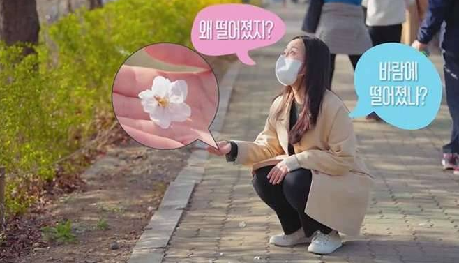  바람도 안부는데 꽃나무 아래 꽃이 많이 떨어져 있는 이유