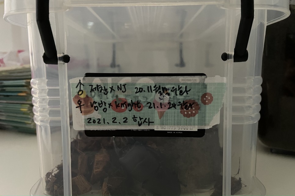 넓적사슴벌레 쌍양자 곤 벌레 사육 단치 15