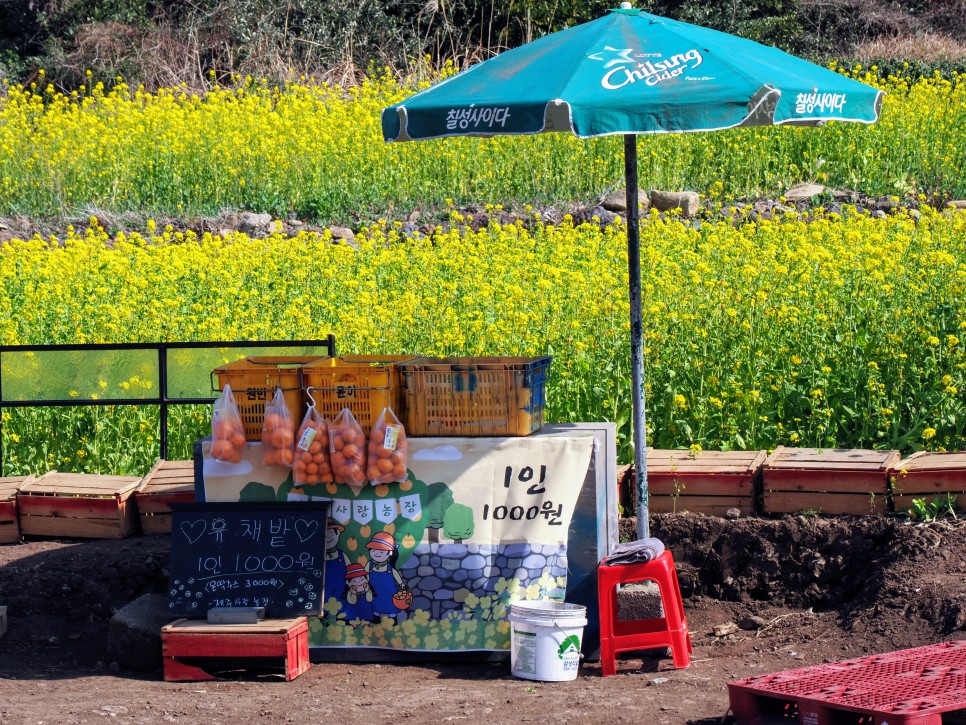 오늘 24도 가볍게 입으세요 2월 제주도 날씨 4