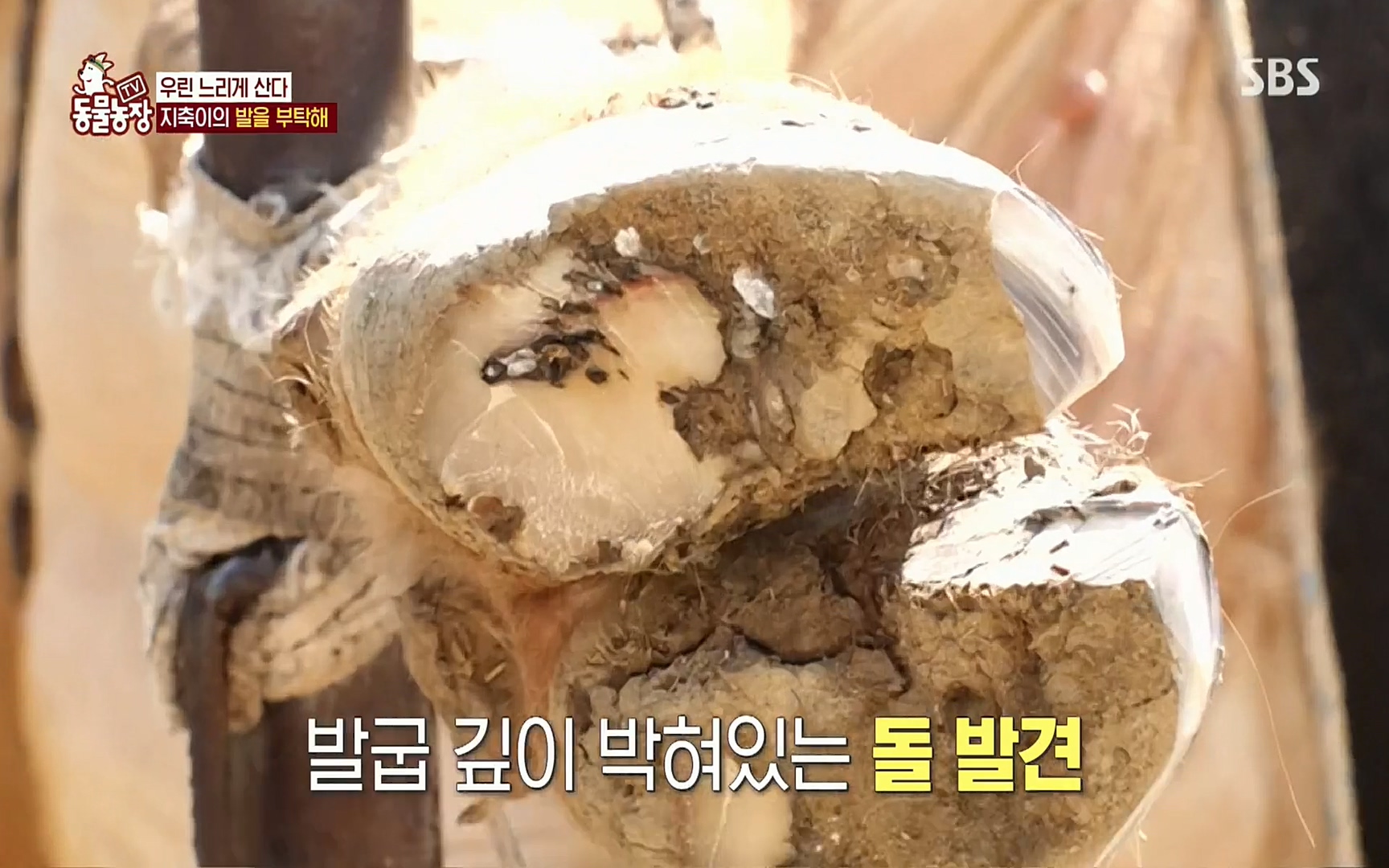 TV 동물농장.E1074.220619p.H264-F1RST.mp4_20220619_181743.200.jpg