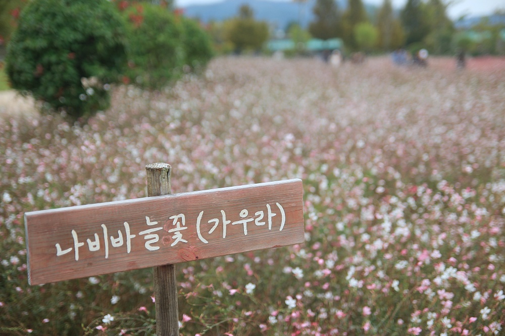 합천 신소양체육공원 핑크뮬리