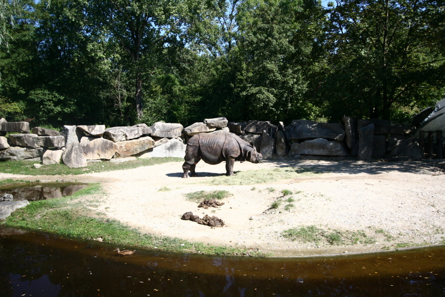 독일뮌헨-헬라브룬동물원-코뿔소