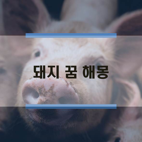  돼지 꿈 해몽