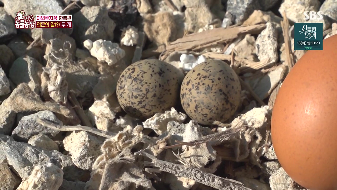 TV 동물농장.E1176.240617p-NEXT.mp4_20240616_170130.677.jpg