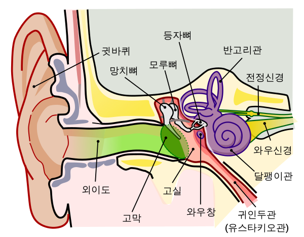 Anatomy_of_human_ear