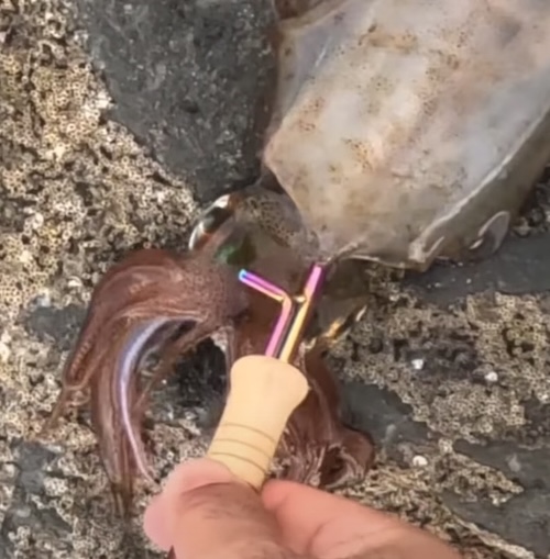 무늬오징어 신선하게 보관 시메 방법
