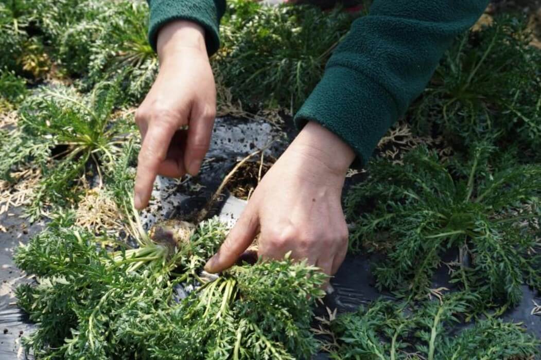블랙마카 효능