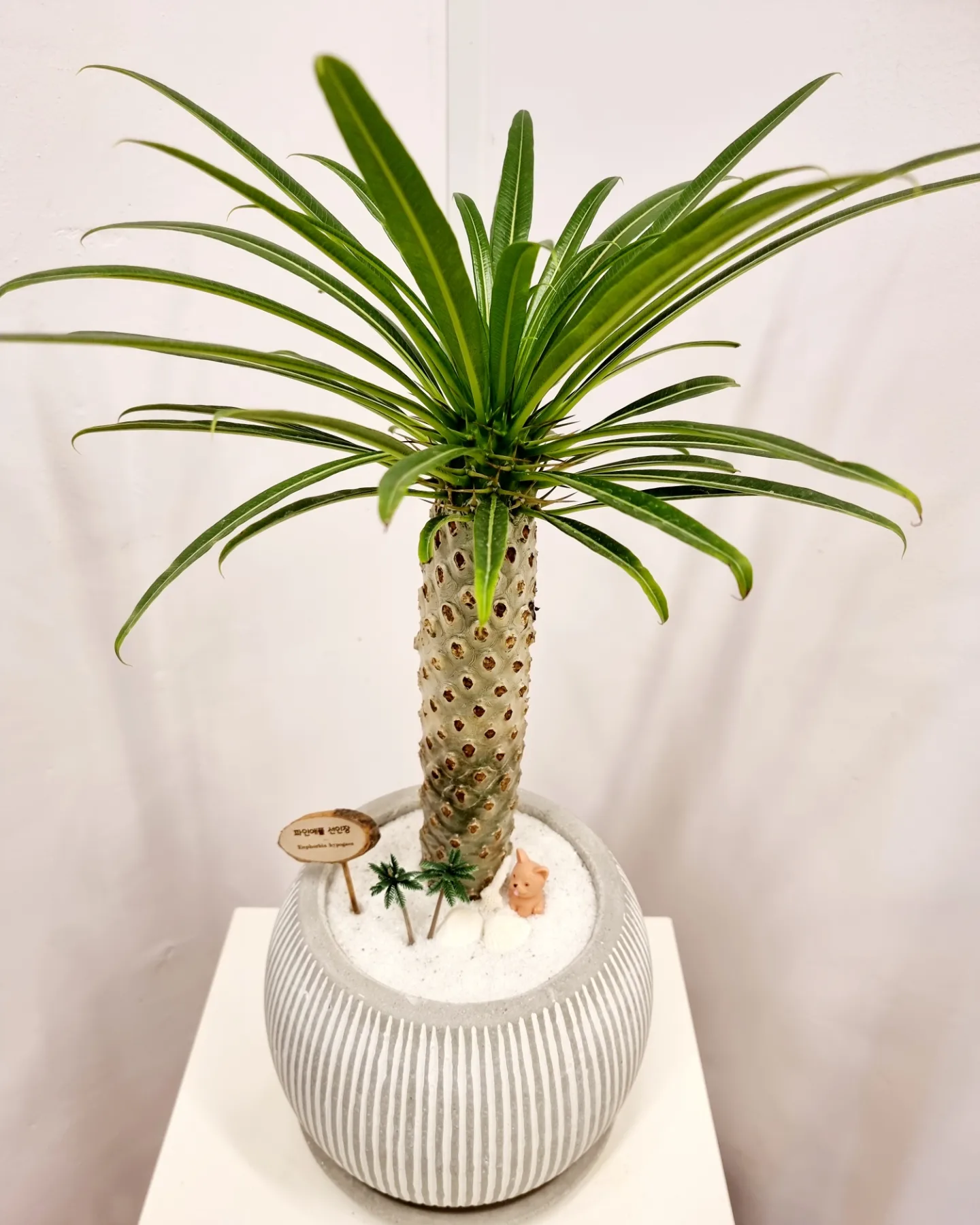 파인애플선인장&#44; Pineapple cactus
