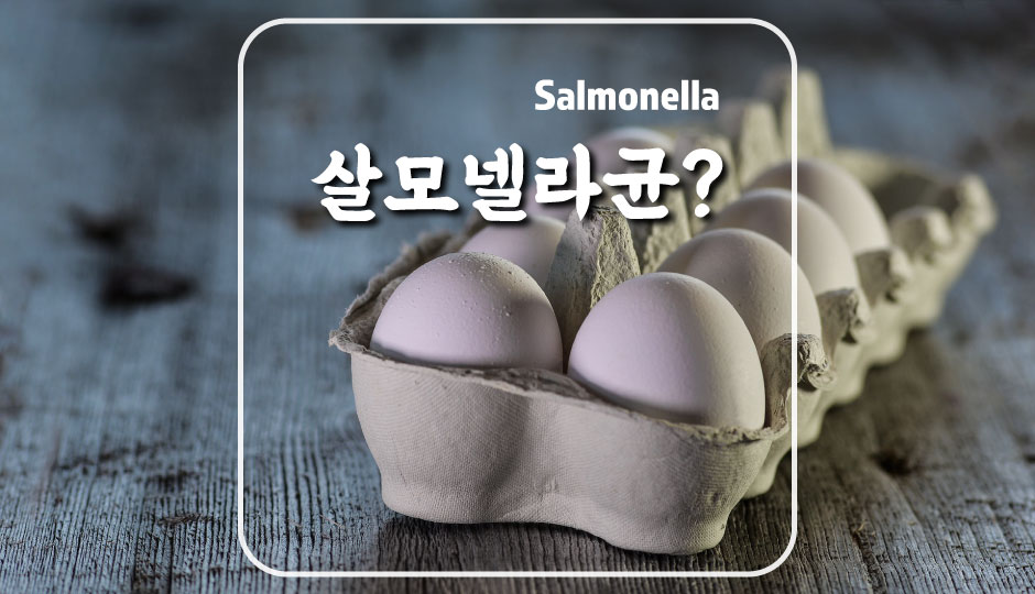  여름철 식중독의 주요 원인 살모넬라균을 조심하자! (증상 및 감염 예방법)
