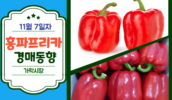  [경매사 일일보고] 11월 7일자 가락시장 홍파프리카 경매동향을 살펴보겠습니다!