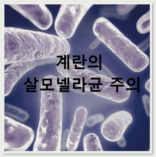 계란의 살모넬라균 주의