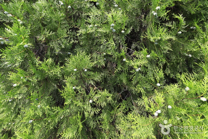 제천 두무산 측백나무숲