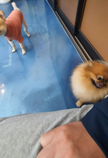 아이들과 항상 붙어있나요? 천안애견호텔 펫시터가 9