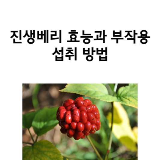 진생베리 효능과 부작용 및 섭취 방법