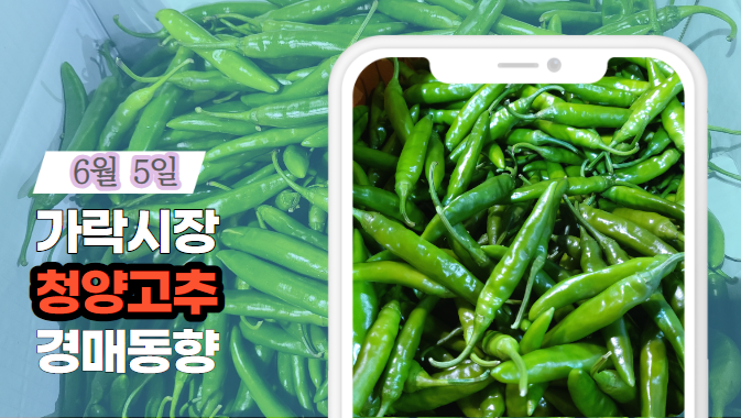  [경매사 일일보고] 6월 5일자 가락시장 청양 경매동향을 살펴보겠습니다!