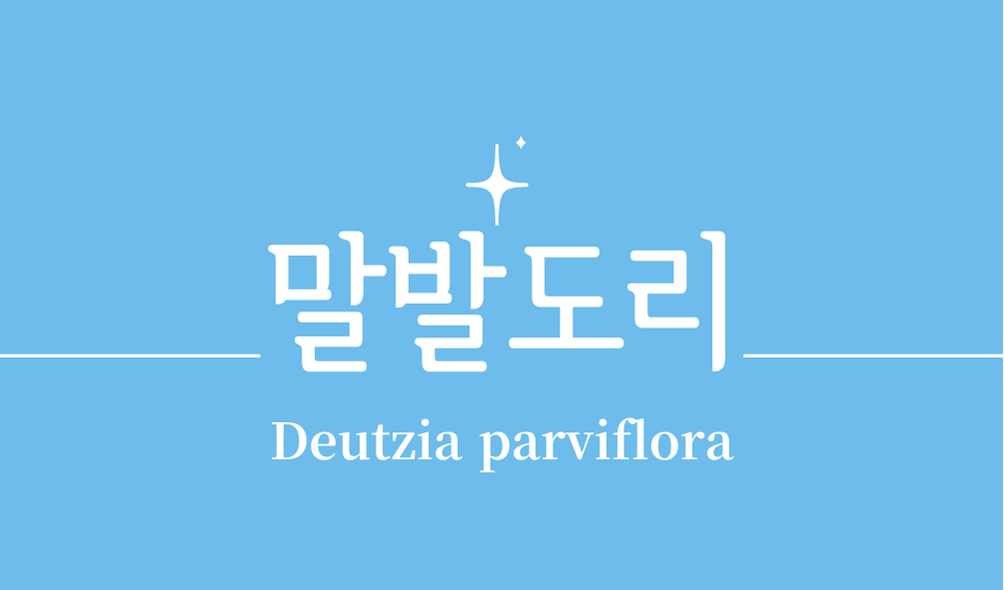 '말발도리(Deutzia parviflora)'