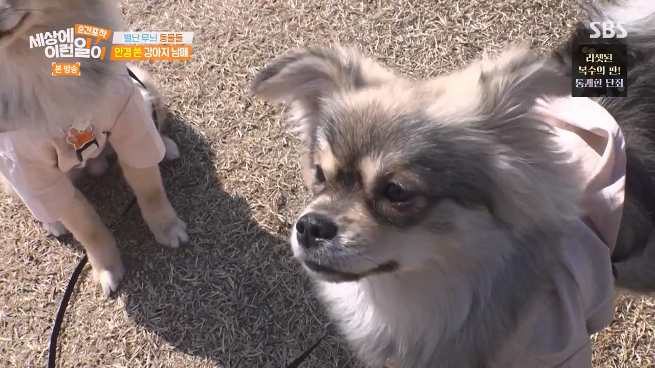 순간포착 세상에 이런일이.E1270.240324p-NEXT.mp4_20240324_164817.723.jpg