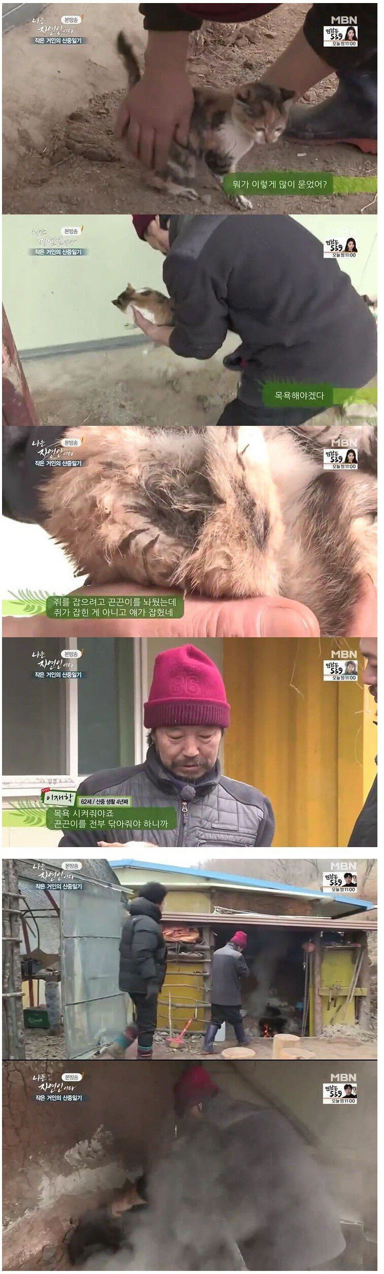  자연인의 고양이 목욕시키기.jpg