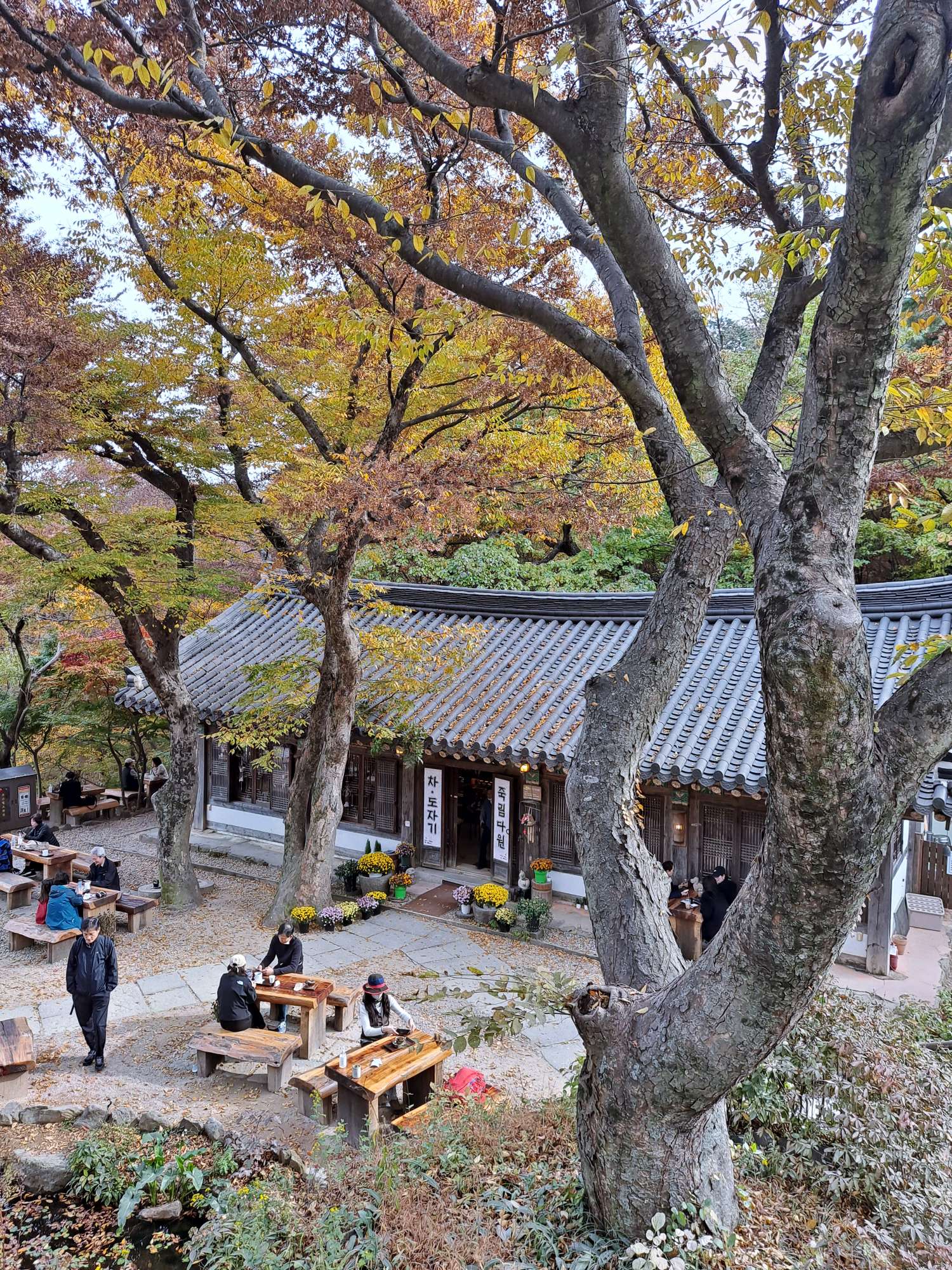 전등사 죽림다원