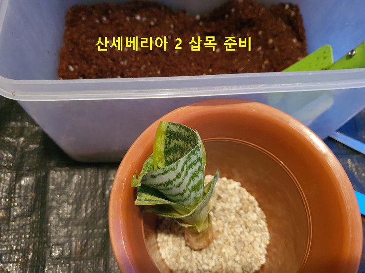 산세베리아 2 삽목 준비