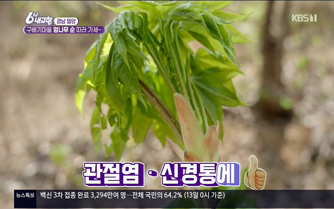 6시 내고향.E7510.220414p.H264-F1RST.mp4_20220419_182117.457.jpg
