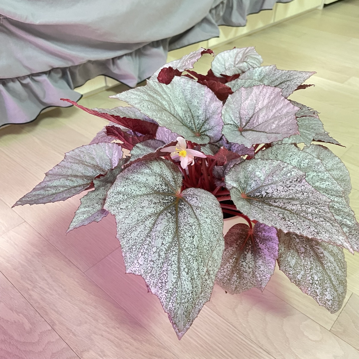  [베고니아] 유콘프로스트