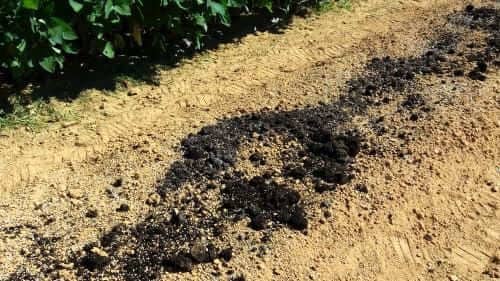 비트-빨산무-재배-파종시기-수확시기-토양조건-밑거름주기