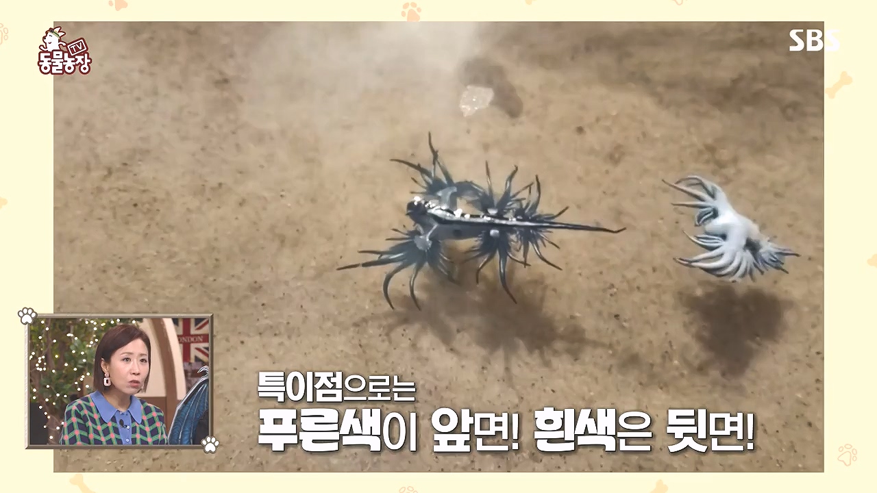 TV 동물농장.E1153.240108p-NEXT.mp4_20240107_170614.690.jpg