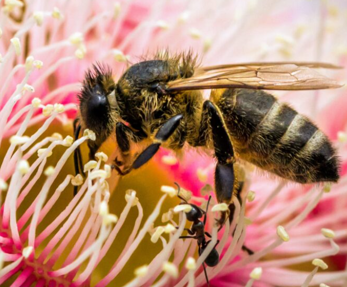 Unveiling the Silent Threat Australasia&#39;s Hidden Pollination Crisis