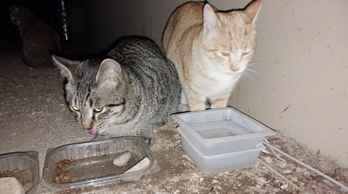 Feline Activities 22