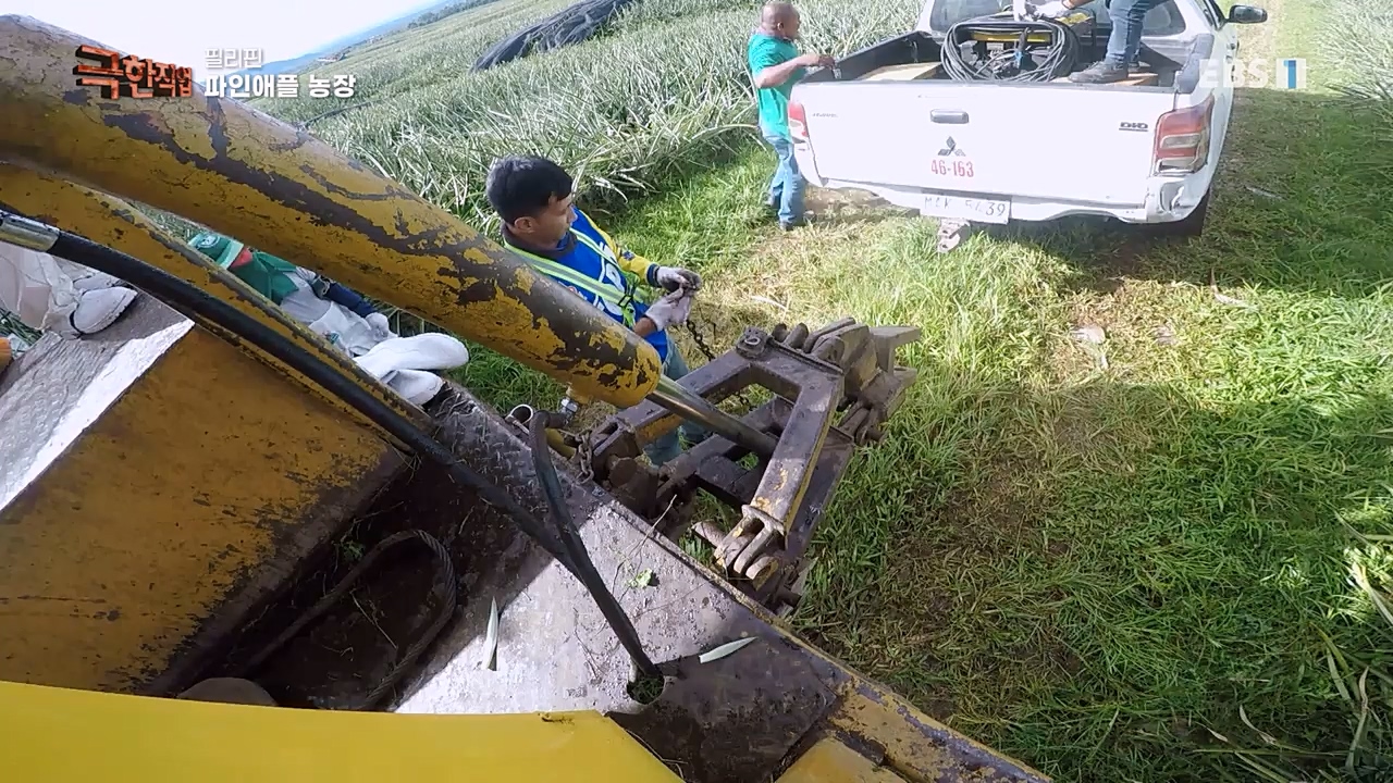 TV - 교육의 중심 EBS필리핀 바나나, 파인애플 농장.mp4_20230302_202908.975.jpg