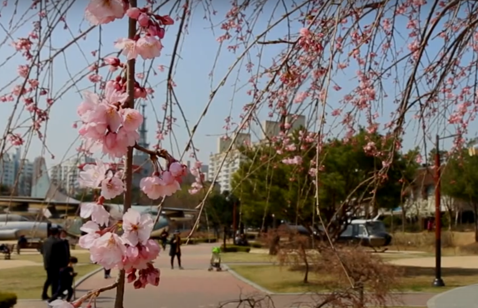 보라매 공원 벚꽃